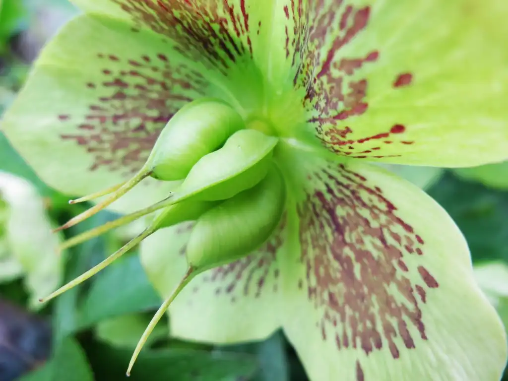 Foto de Helleborus - Fruit:Ruth Hartnup