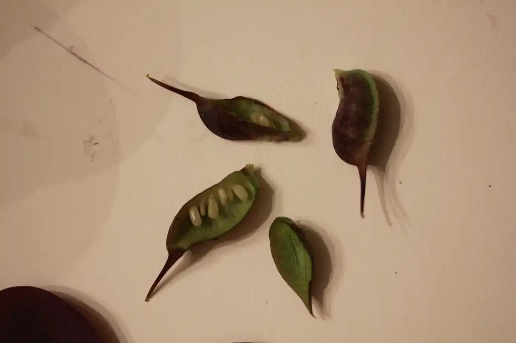 Foto de Helleborus - Seeds:cmkalina