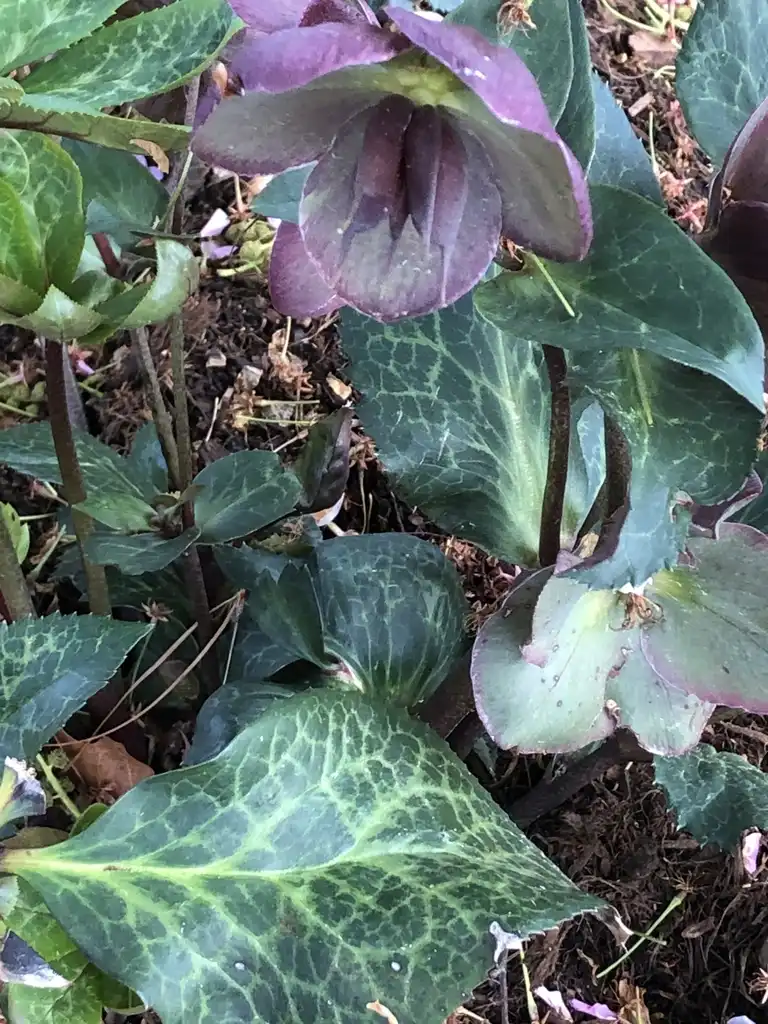 Foto de Helleborus - Flower (Wake County, NC)-Winter:Cathy Dewitt
