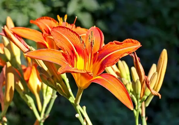 Photo of Hemerocallis fulva (Hemerocallis fulvas)