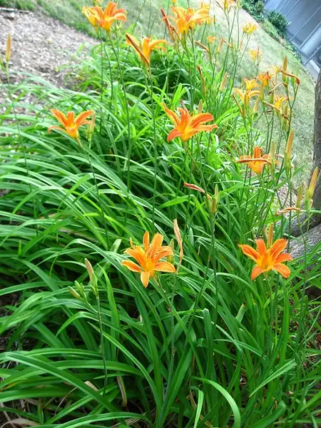 Photo of Hemerocallis fulva (Hemerocallis fulvas)