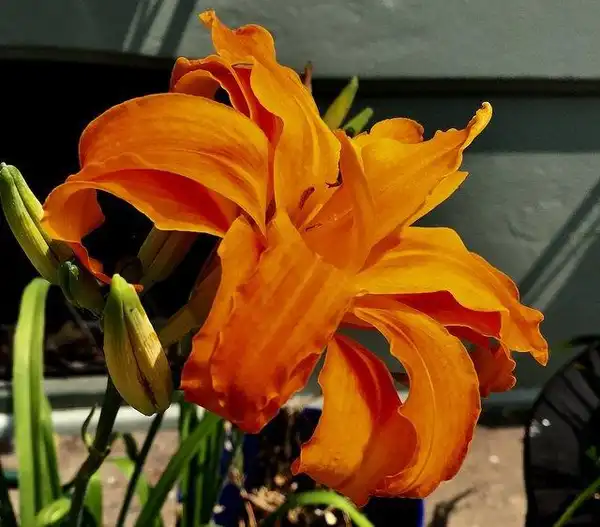 Photo of Hemerocallis fulva - Flower close up:Laura Blanchard