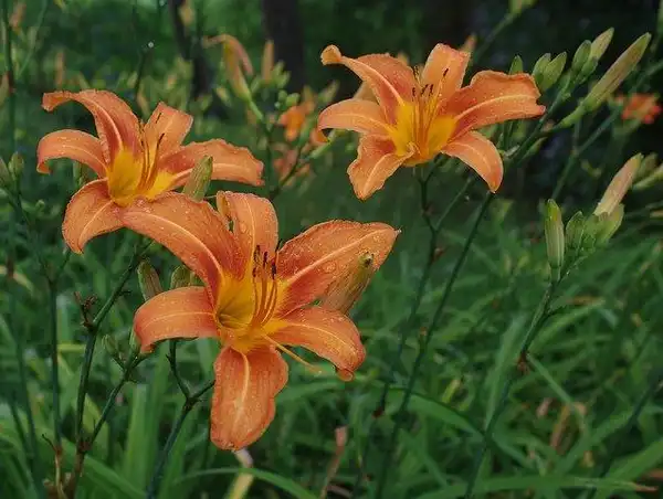 Photo of Hemerocallis fulva - Flowers:Mark