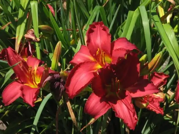Photo of Hemerocallis hybrida (Hemerocallis hybridas)