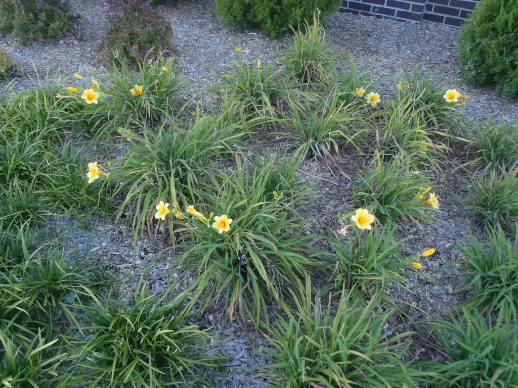 Photo of Hemerocallis hybrida (Hemerocallis hybridas)