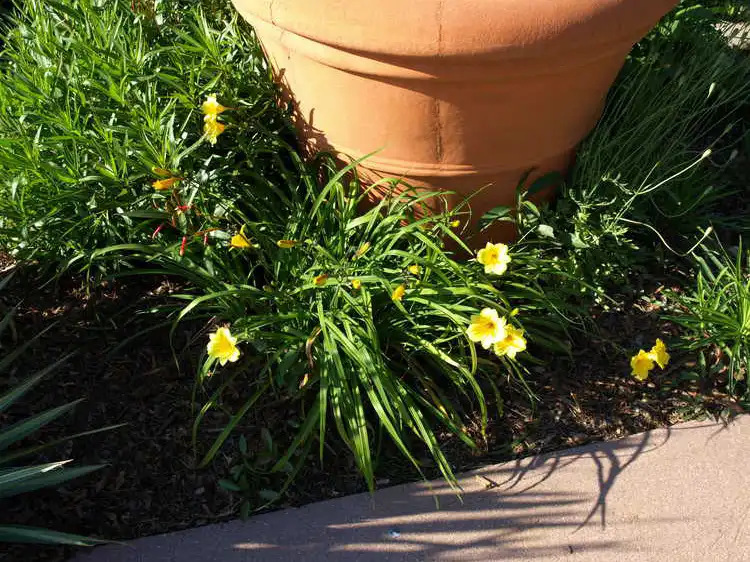 Фото Hemerocallis minor (Hemerocallis minors)