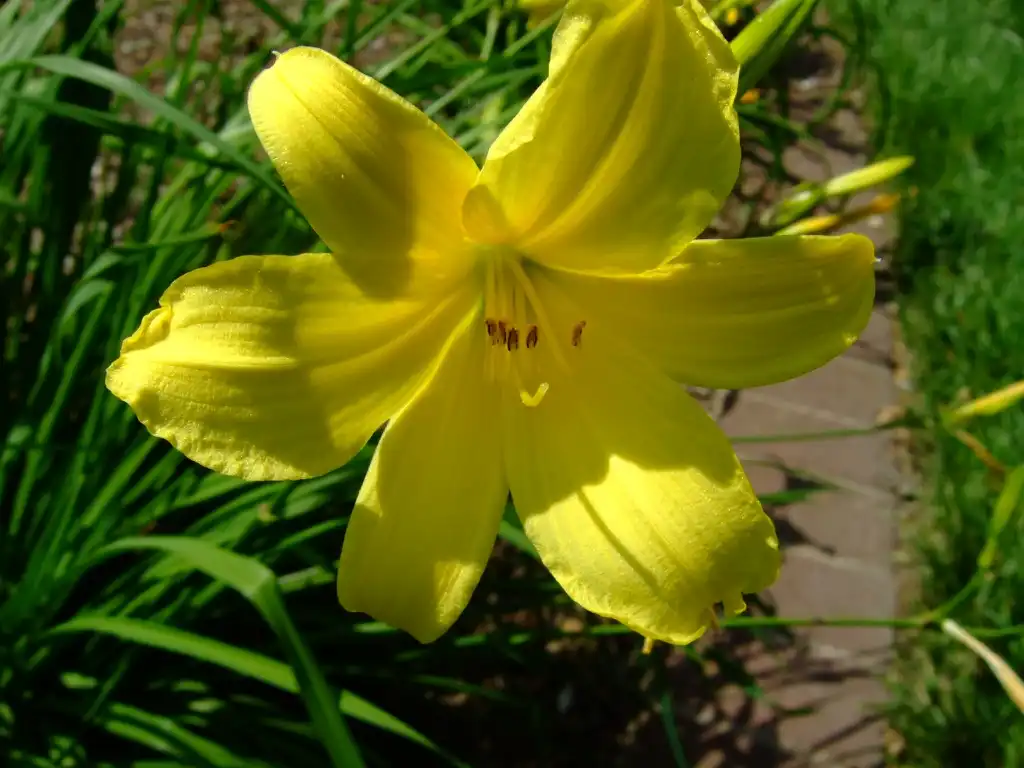 Фото Hemerocallis minor (Hemerocallis minors)