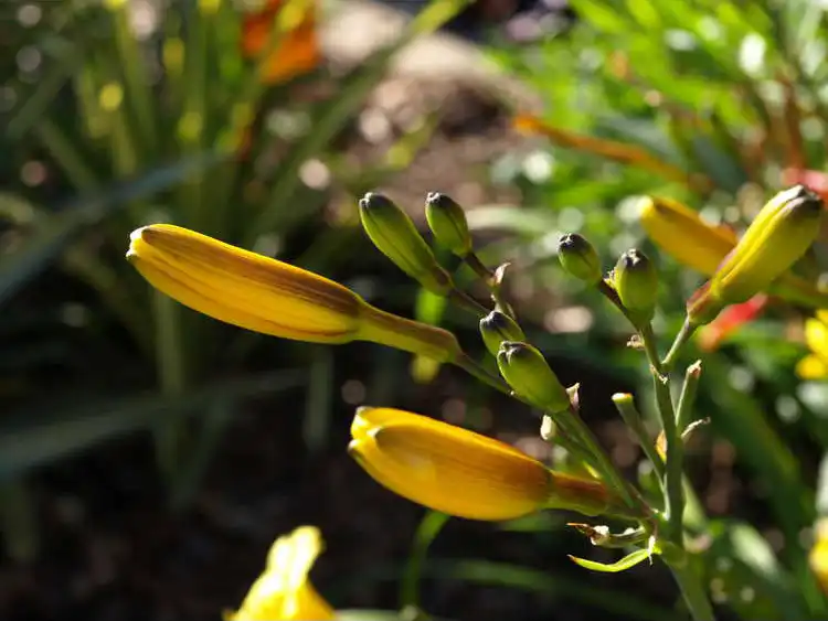 Фото Hemerocallis minor - Flower buds: