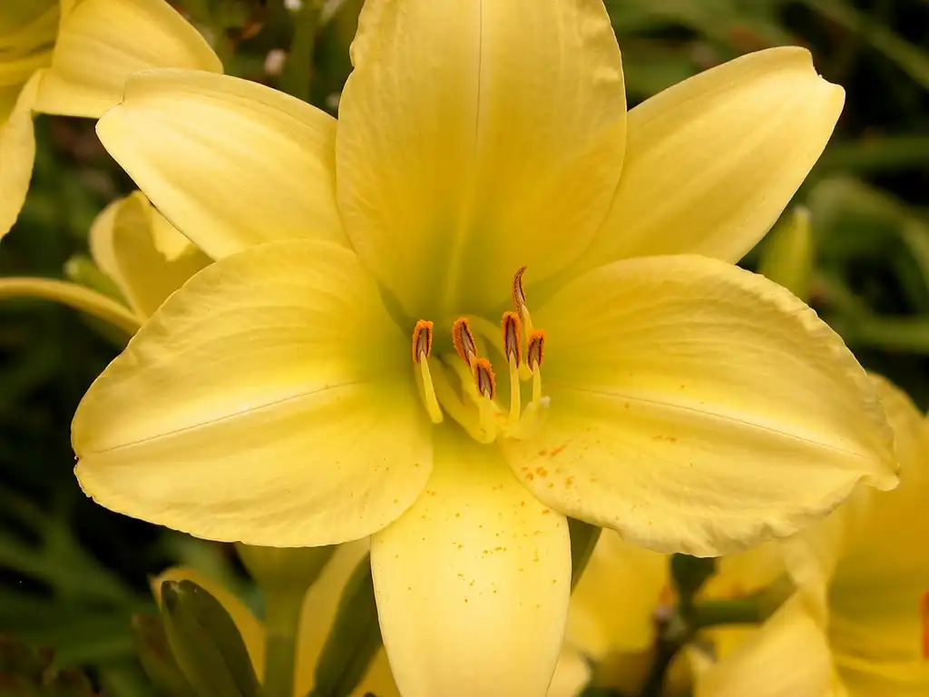 Фото Hemerocallis (Hemerocalliss)