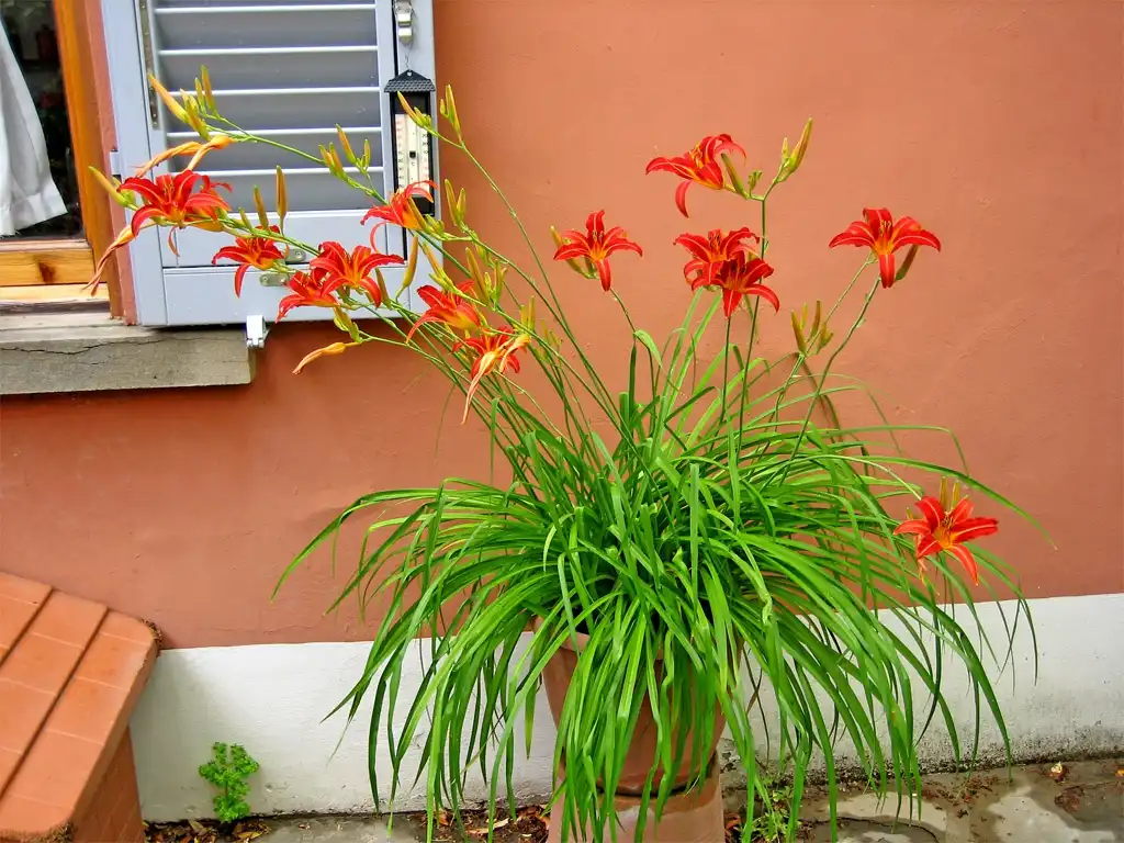 Фото Hemerocallis (Hemerocalliss)