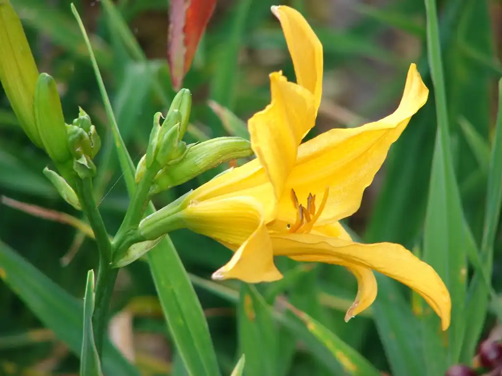 Фото Hemerocallis - Flower:Forest ad Kim Starr