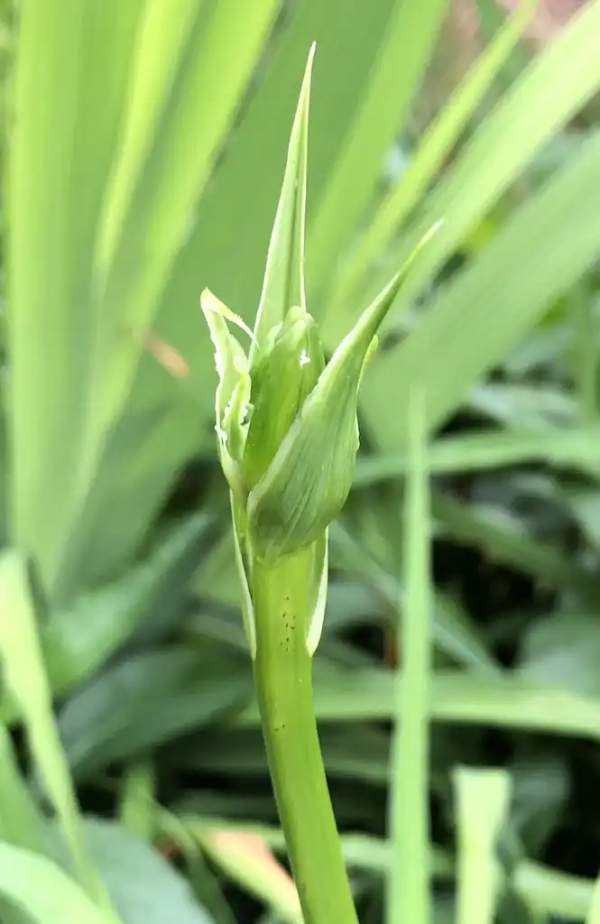 Фото Hemerocallis - Bud (Wake County,NC):Cathy Dewitt