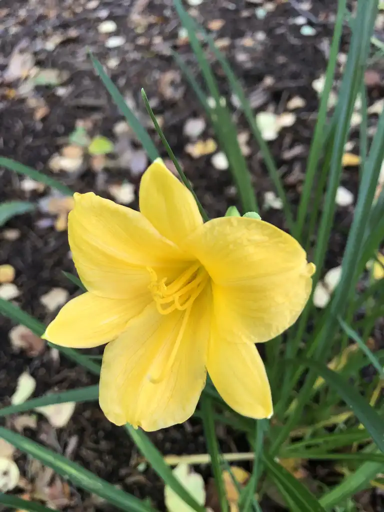 Фото Hemerocallis - Flower Close-up (Wake County, NC):Cathy Dewitt