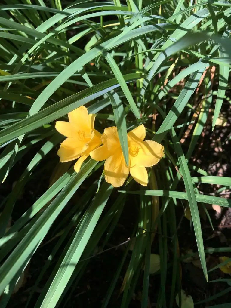 Фото Hemerocallis - Flower and Leaves (Wake County, NC):Cathy Dewitt