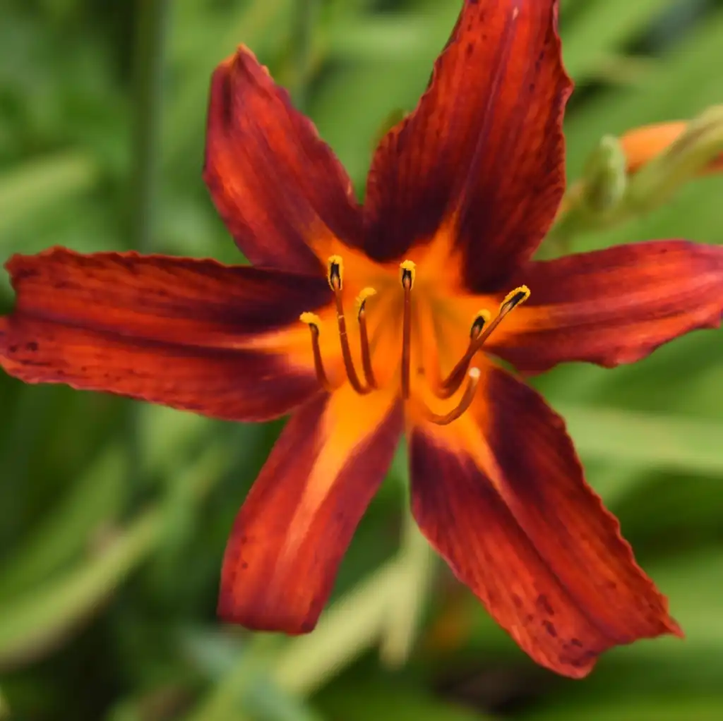 Фото Hemerocallis - Flower Close-up (Wake County, NC):Cathy Dewitt