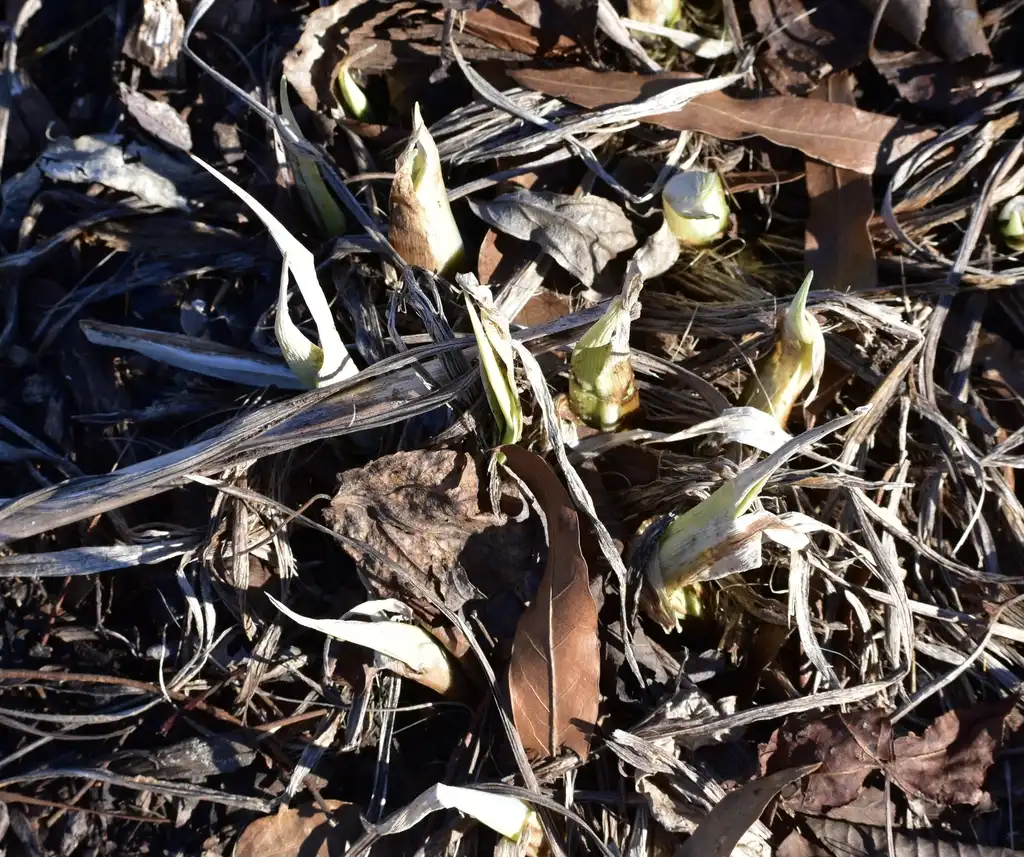 Фото Hemerocallis - 'Stella de Oro' Form (Wake County, NC)-Winter:Cathy Dewitt