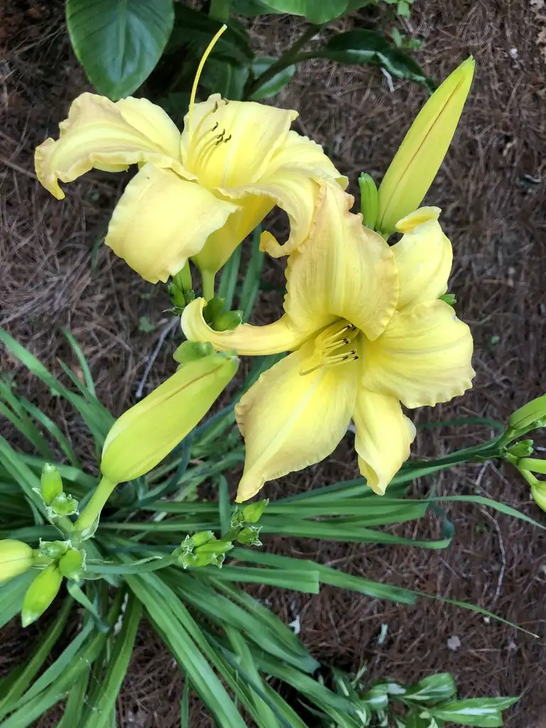 Фото Hemerocallis - Flower and buds (Warren County, NC):Cathy Dewitt