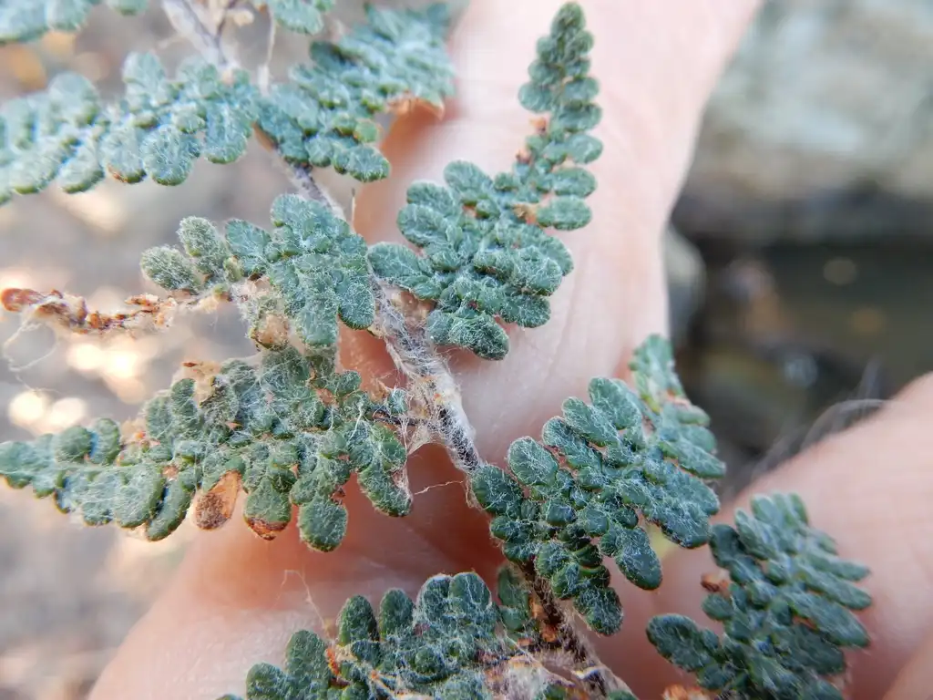 Photo of Hemionitis bradburyi (Hemionitis bradburyis)