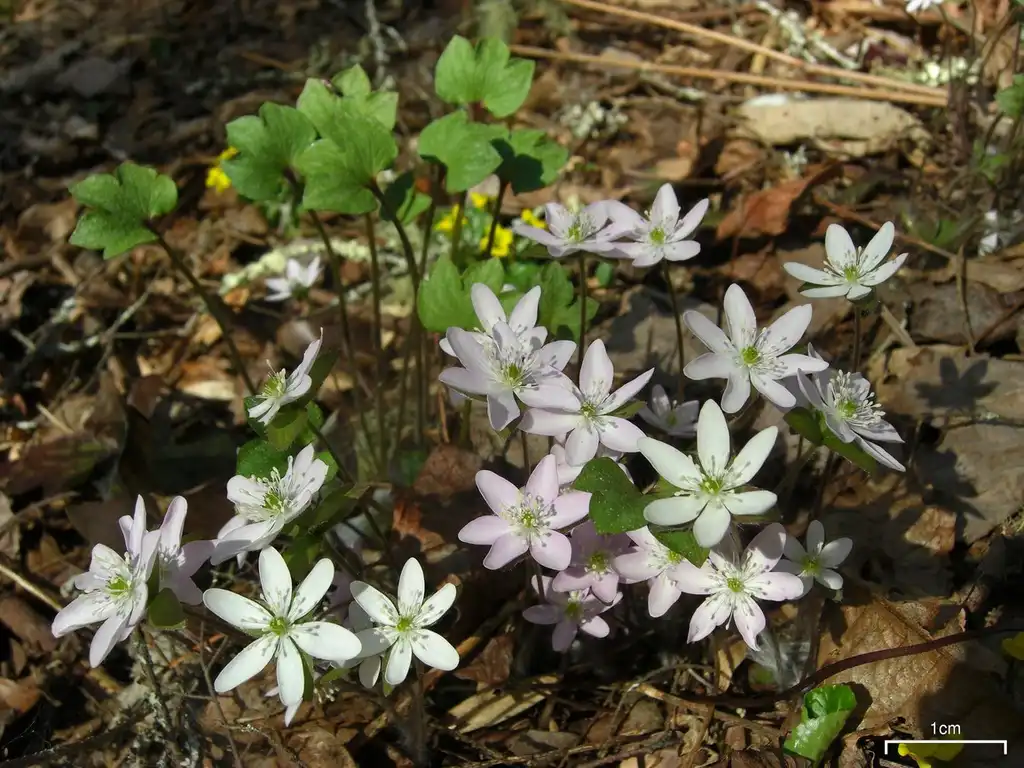 Photo of Hepatica acutiloba (Hepatica acutilobas)