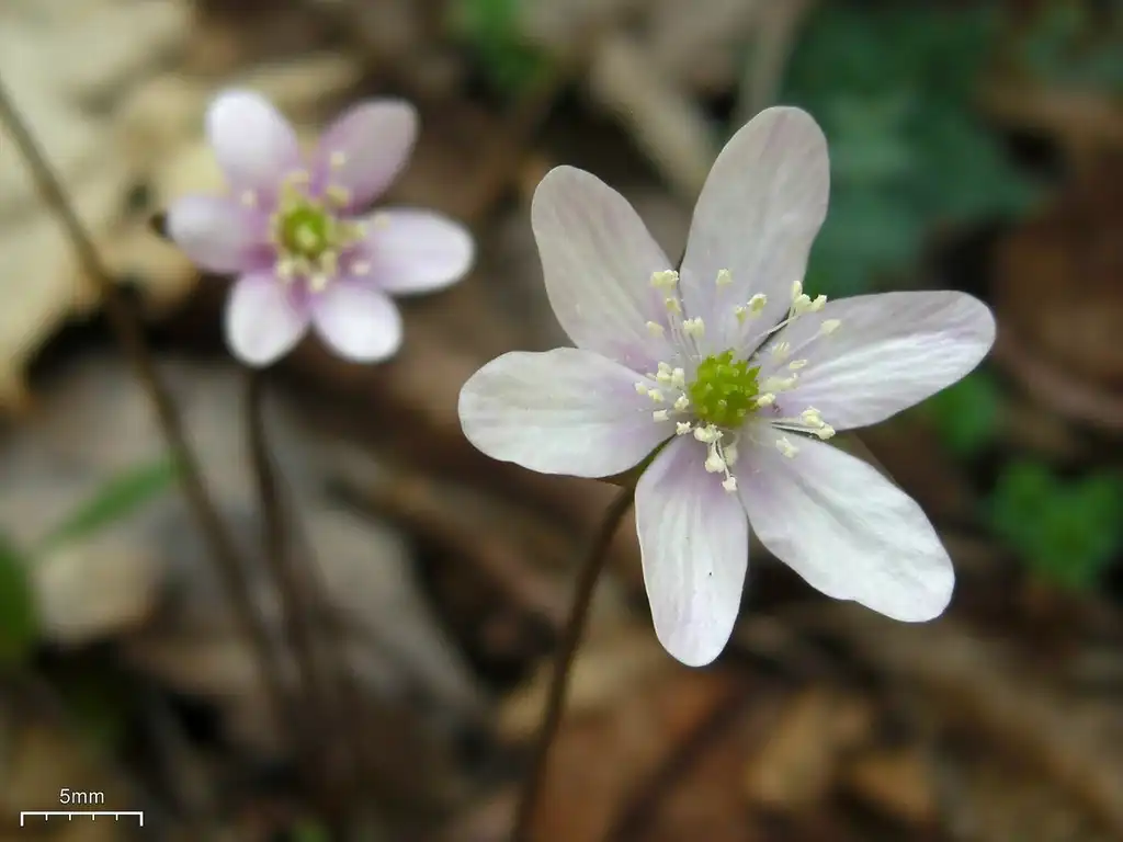 Photo of Hepatica acutiloba (Hepatica acutilobas)