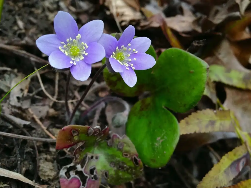 Photo of Hepatica americana (Hepatica americanas)