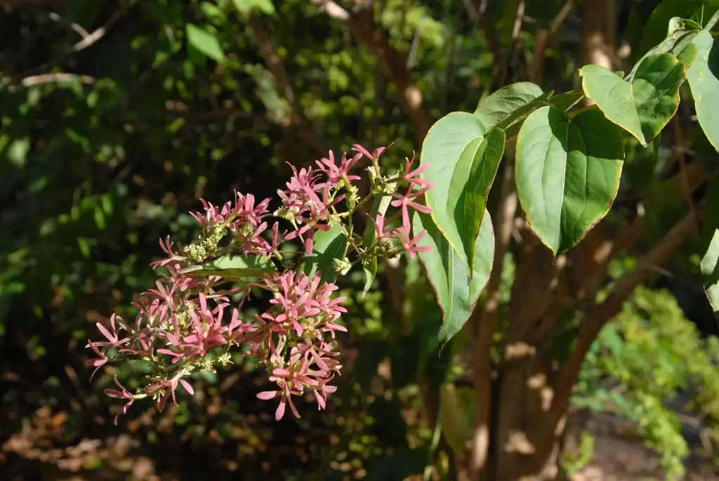Photo of Heptacodium miconioides (Heptacodium miconioidess)