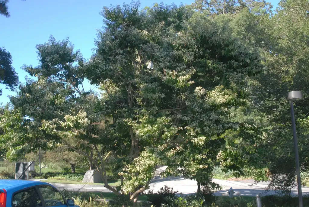 Photo of Heptacodium miconioides (Heptacodium miconioidess)
