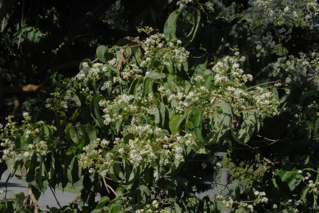 Photo of Heptacodium miconioides - Flower and Leaves:Jim Robbins