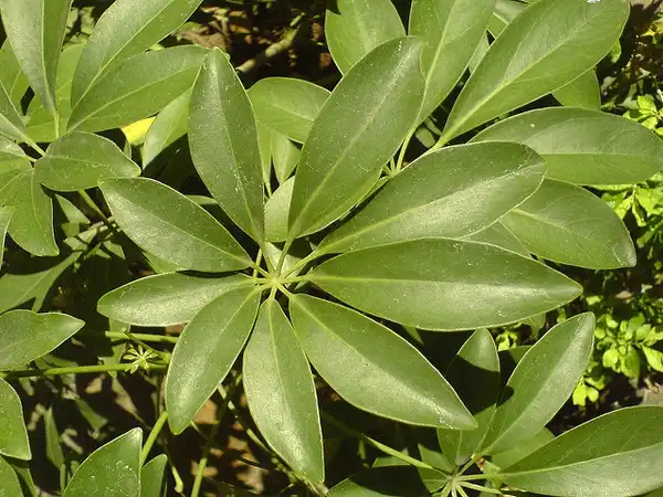 Photo of Heptapleurum arboricola (Heptapleurum arboricolas)