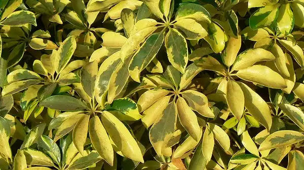 Photo of Heptapleurum arboricola (Heptapleurum arboricolas)