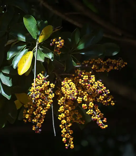Photo of Heptapleurum arboricola - Fruit:Christoph Diewald