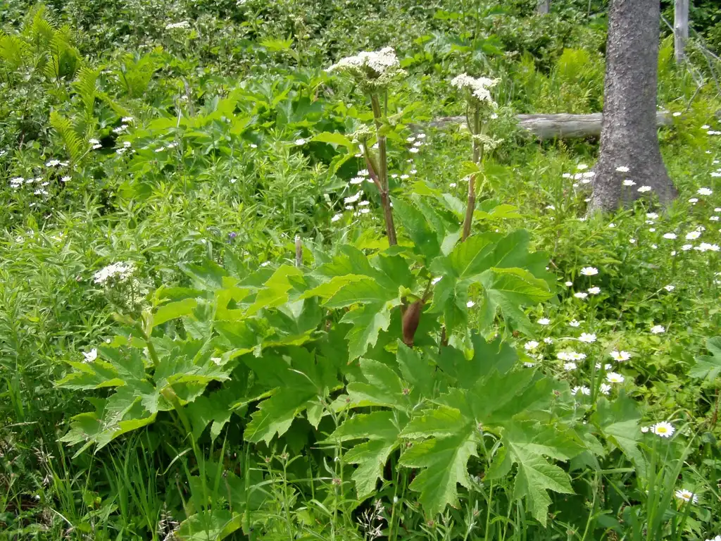 Фото Heracleum maximum (Heracleum maximums)