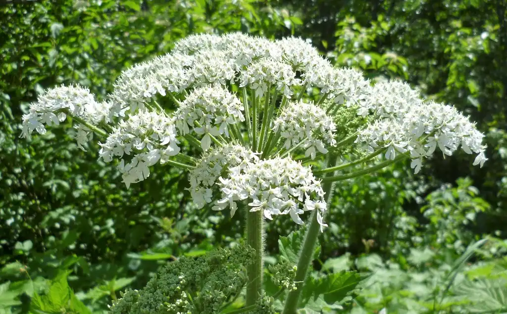Фото Heracleum maximum (Heracleum maximums)