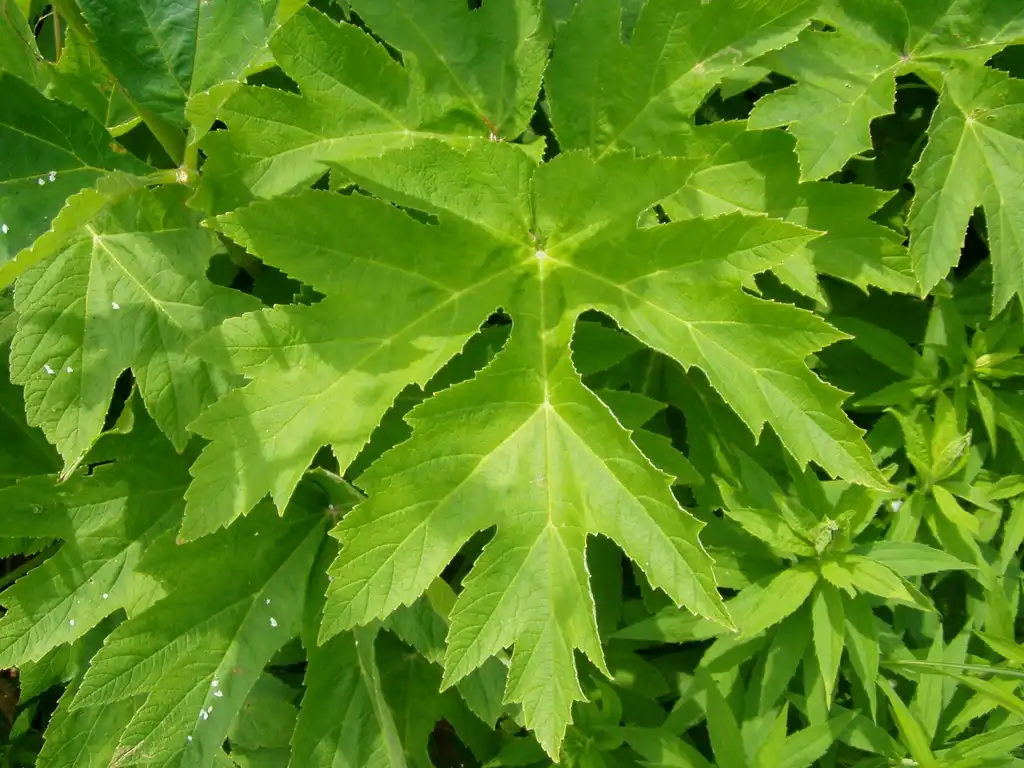 Фото Heracleum maximum - Leaves:Dlanglois