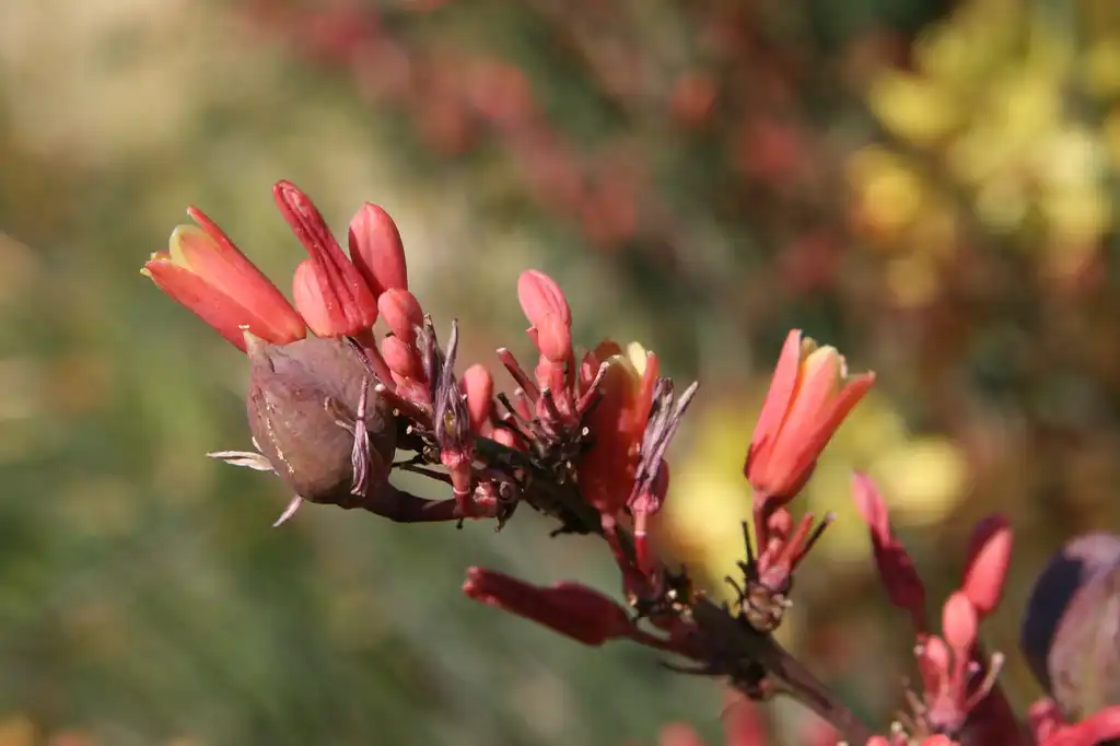 Photo of Hesperaloe parviflora (Hesperaloe parvifloras)