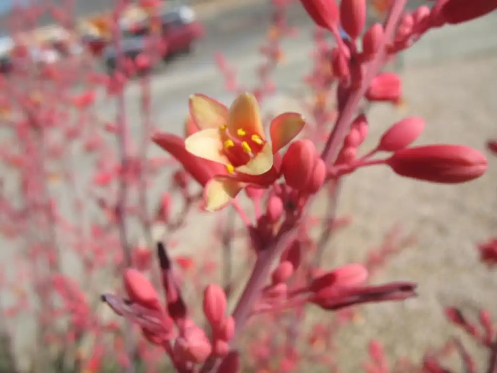 Photo of Hesperaloe parviflora (Hesperaloe parvifloras)