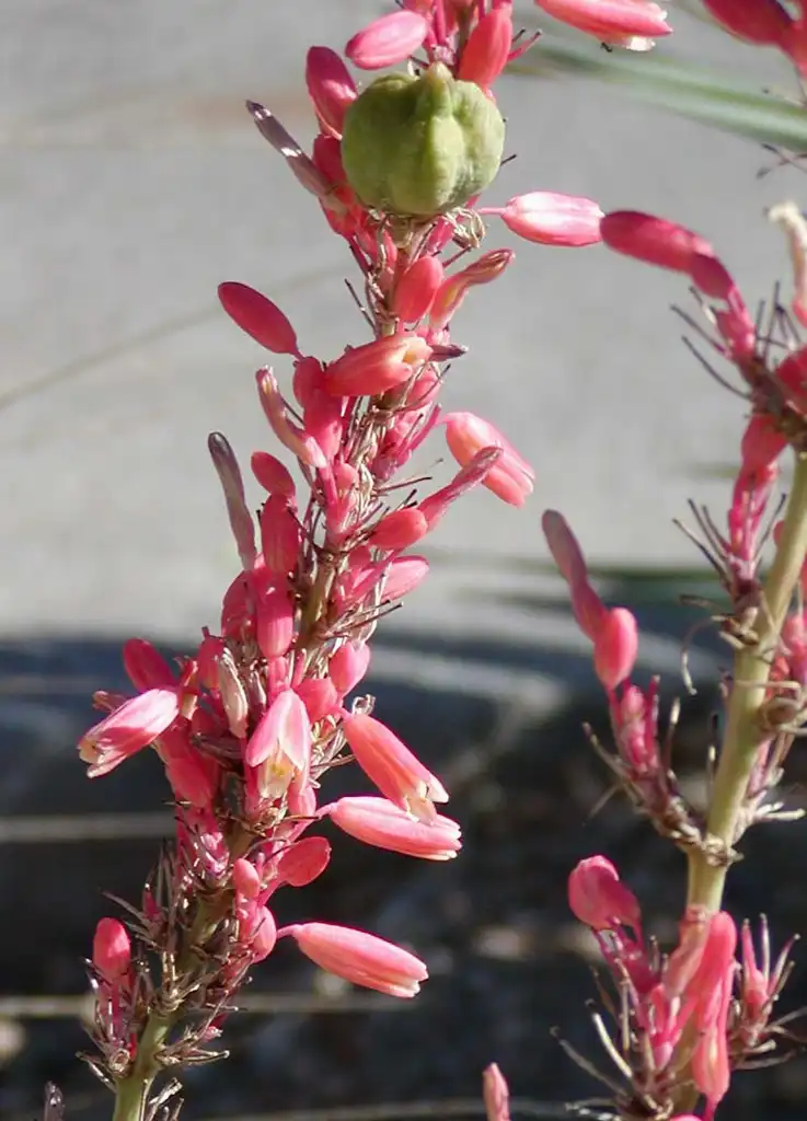 Photo of Hesperaloe parviflora - Flower, capsule:Stan Shebs