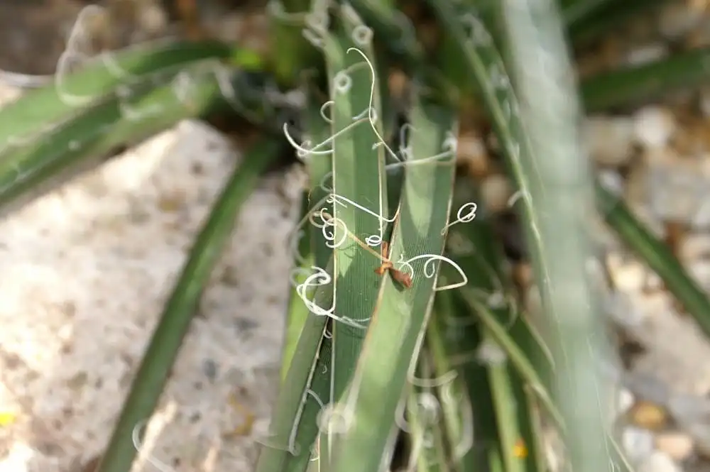 Photo of Hesperaloe parviflora - Leaf closeup:David J. Stang