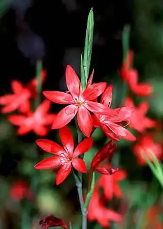 Photo of Hesperantha coccinea (Hesperantha coccineas)