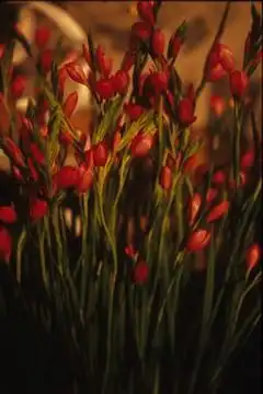Foto de Hesperantha (Hesperanthas)