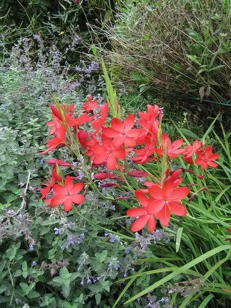 Foto de Hesperantha (Hesperanthas)