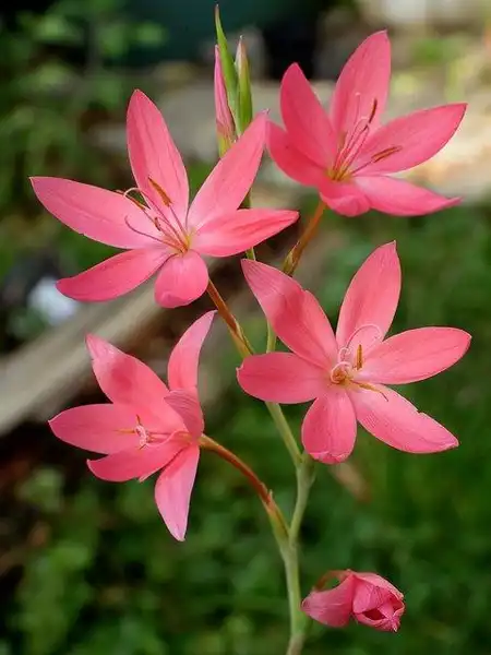 Foto de Hesperantha - Schizostylis:Martin Bohnet