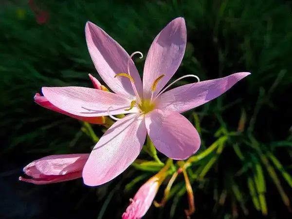 Foto de Hesperantha - Schizostylis:Peter Stevens