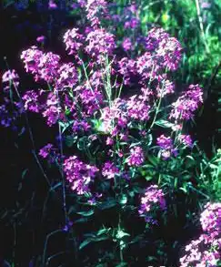 Foto de Hesperis matronalis (Hesperis matronaliss)