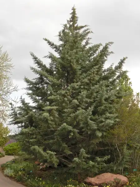 Photo of Hesperocyparis arizonica (Hesperocyparis arizonicas)