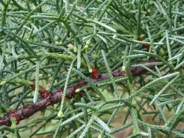 Photo of Hesperocyparis arizonica (Hesperocyparis arizonicas)