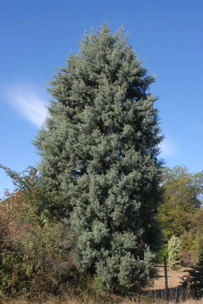 Photo of Hesperocyparis arizonica - 'Silver Smoke' Form:Jim Robbins