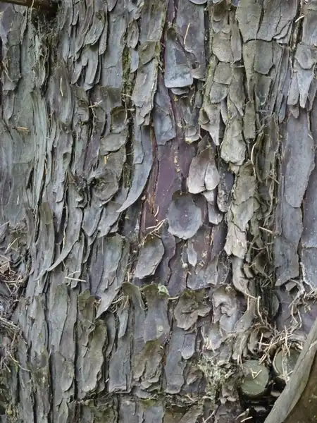 Photo of Hesperocyparis arizonica - Hesperocyparis arizonica var glabra bark:Olive Titus