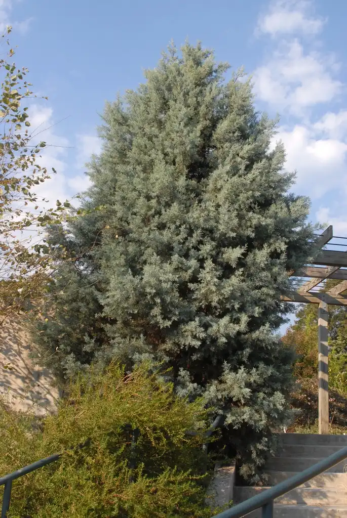Photo of Hesperocyparis arizonica - 'Sapphire Skies' Tree:Jim Robbins