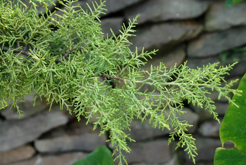 Photo of Hesperocyparis arizonica - 'Glabra Limelight' Leaf:Jim Robbins